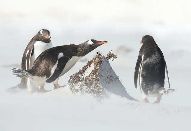 Penguins