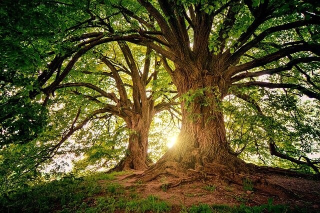 Trees can feel us
