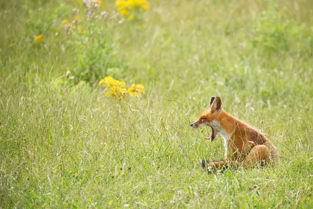 Yawning fox