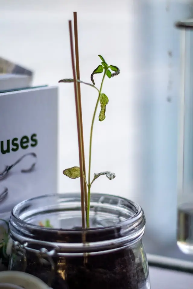 Growing Plant