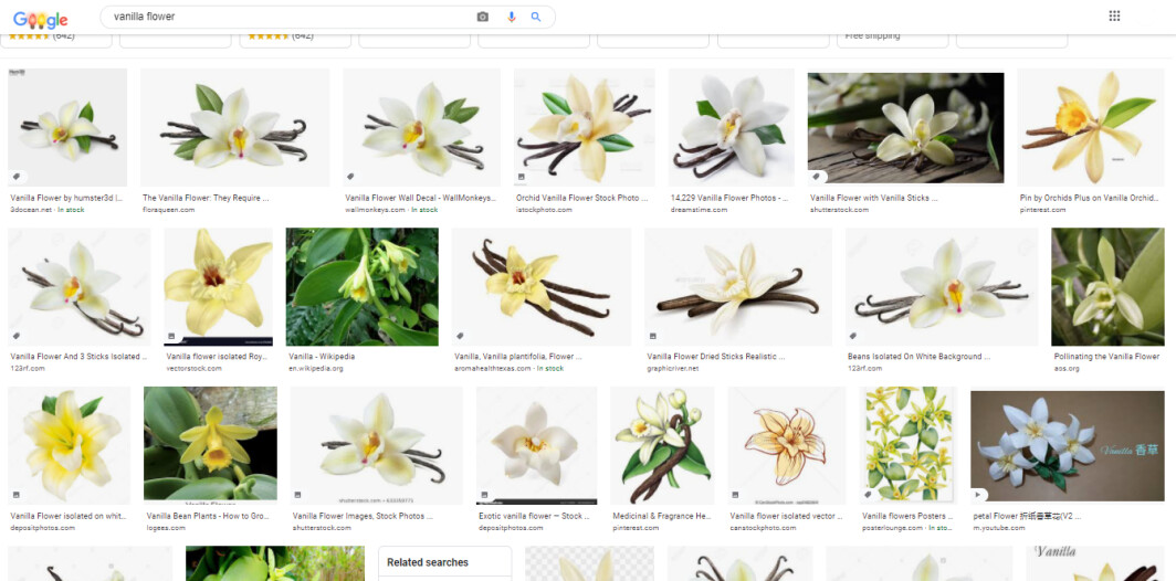 Image search results of vanilla flower