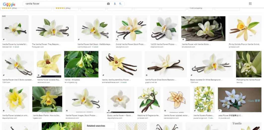 Image search results of vanilla flower