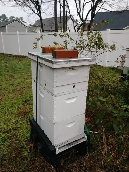 Front view of White hive in normal light