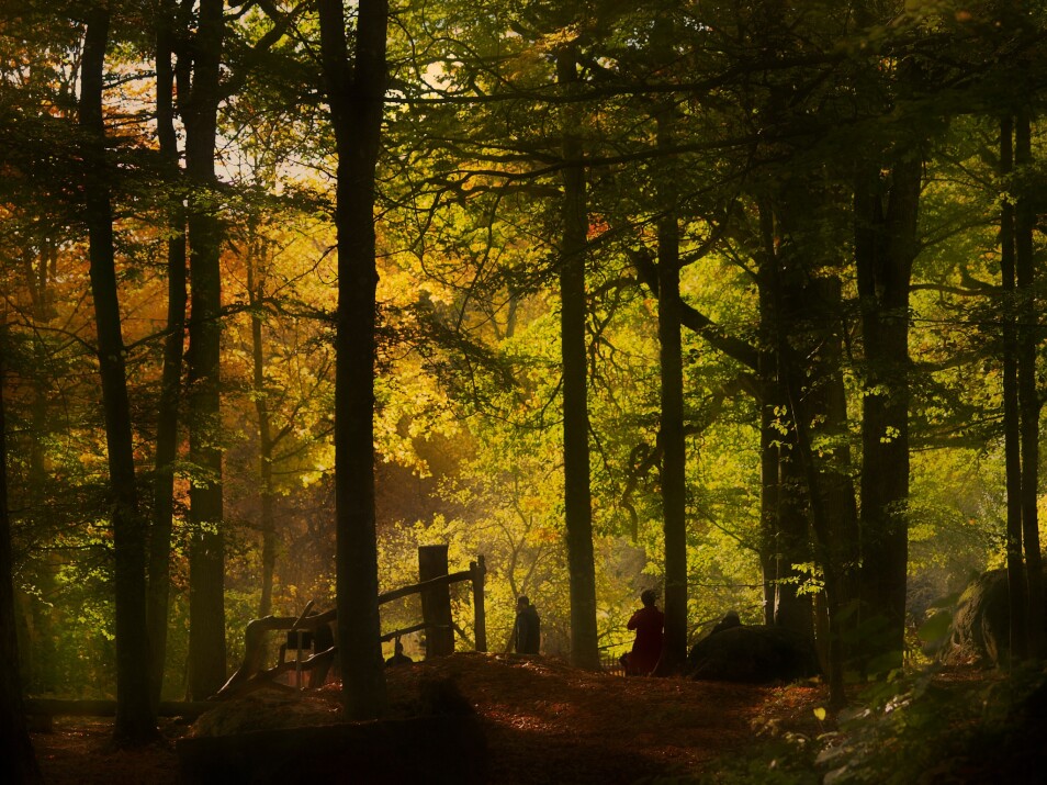 forest
