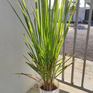 Serai