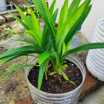 Pandan