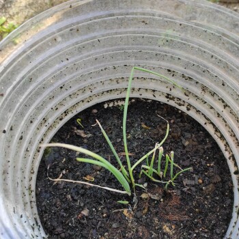 Onion leaves