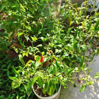 Chili 2