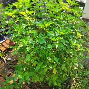 Basil