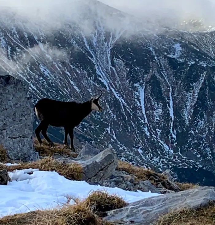 Mountain goat at Czerwone Wierchy, Poland