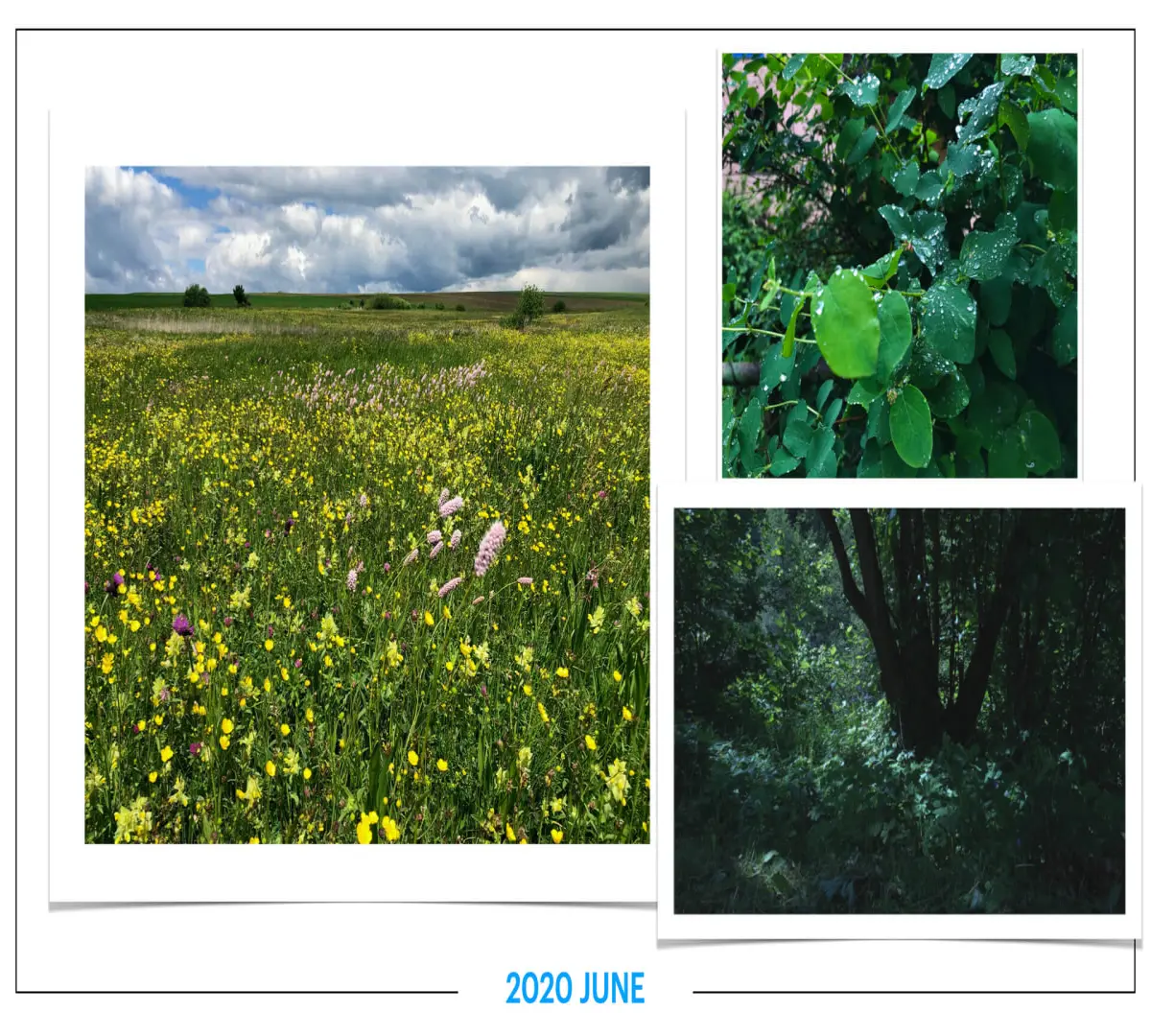 szbarnaus_2020_june
