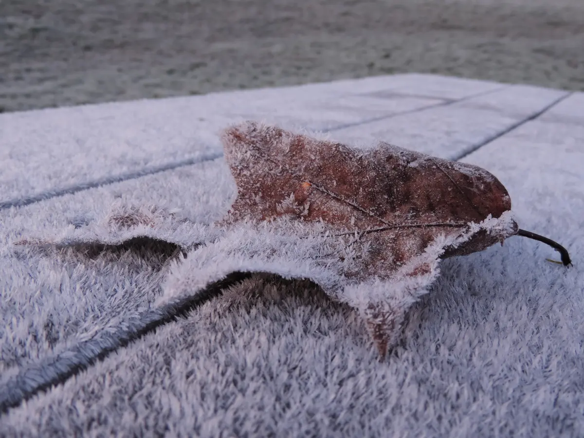 Leaf