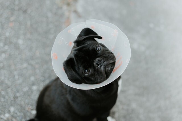 cute dog with cone