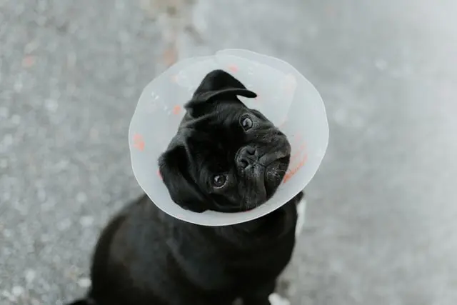 cute dog with cone