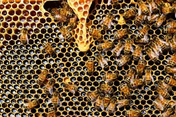HONEY