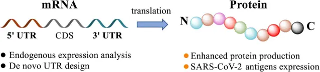 https://www.biorxiv.org/content/10.1101/2020.04.01.019877v1.full Schematic illustration of mRNA engineering. 5’ UTR and 3’ UTR of mRNA are comprehensively modulated based on the analysis of endogenous genes and further de novo design in order to enrich protein production and express SARS-CoV-2 antigens as potential vaccines.
