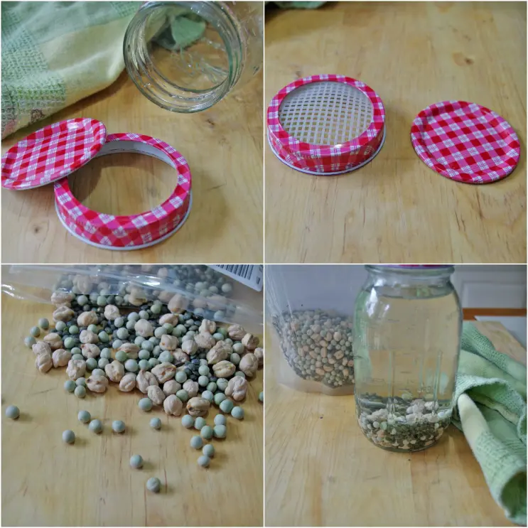 collage of images with dried beans, glass mason jar and sprouting beans