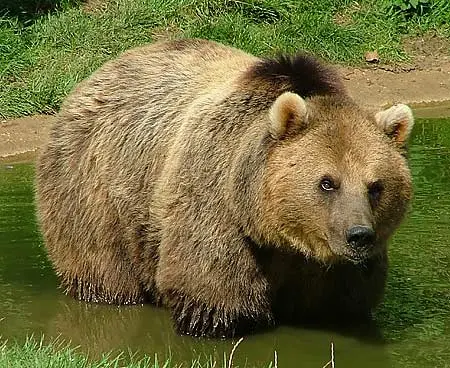 brown bear