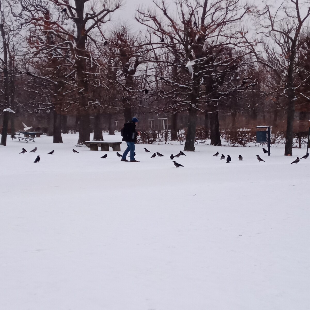 Krähen in Schönbrunn