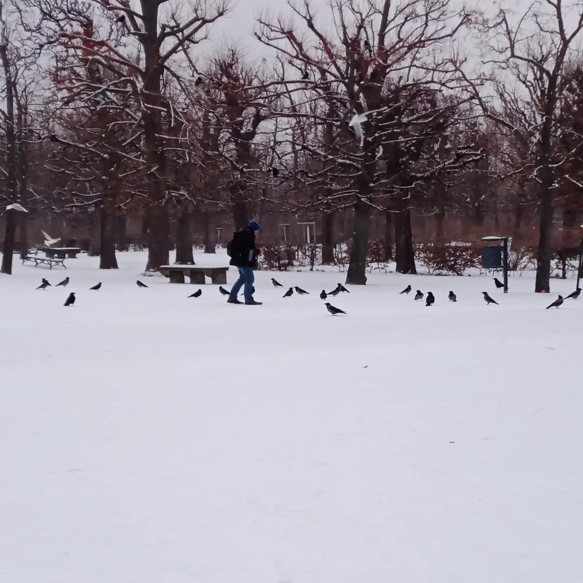 Krähen in Schönbrunn