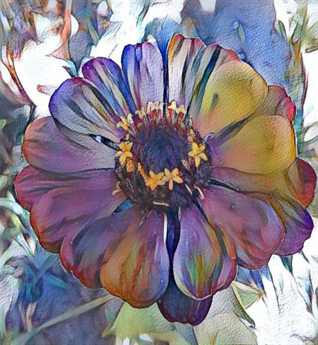 Zinnia