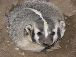 7806baa3543db03e7f7af7455b7621a8764b45a784e77c59441c6582bb15d450.jpg