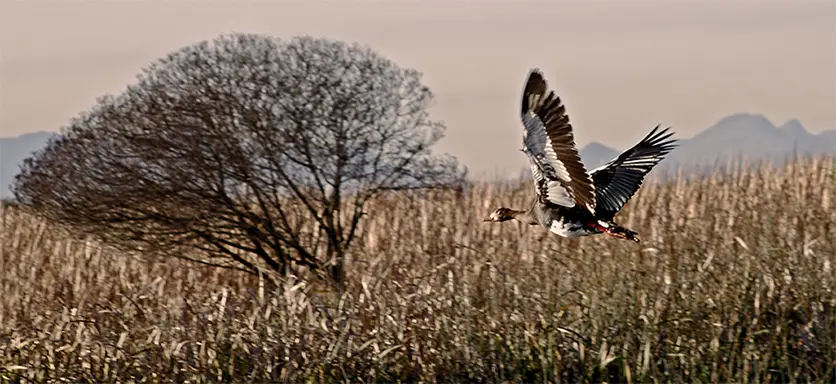 Goose Take Off