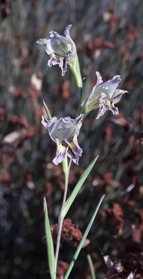 Gladiolus