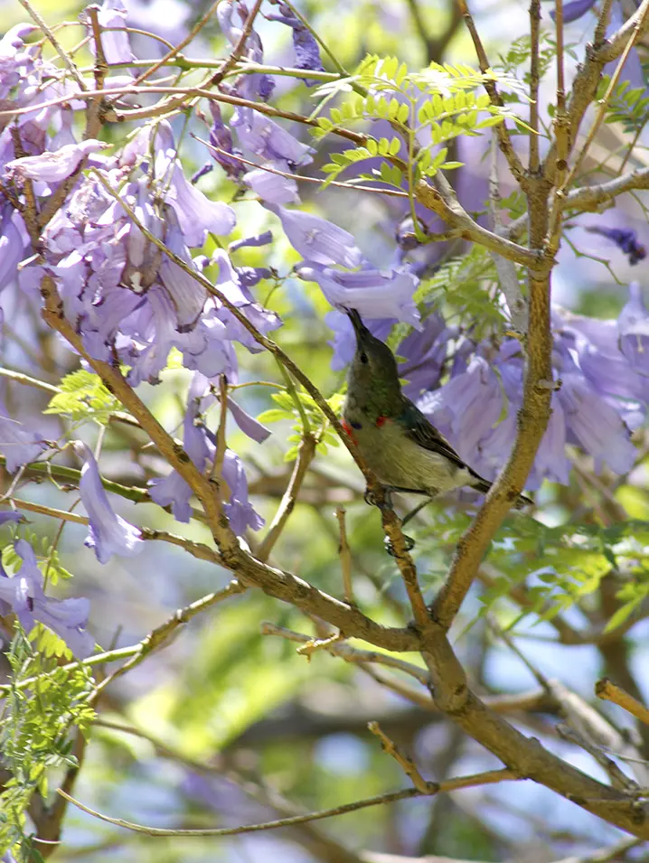 Nectar Thief