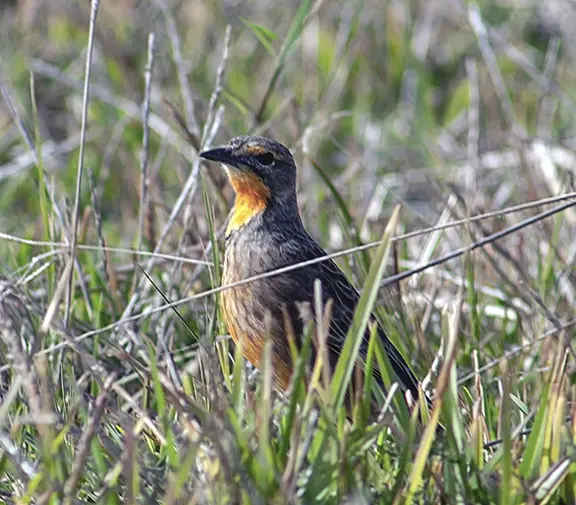 Orange Throated Longclaw