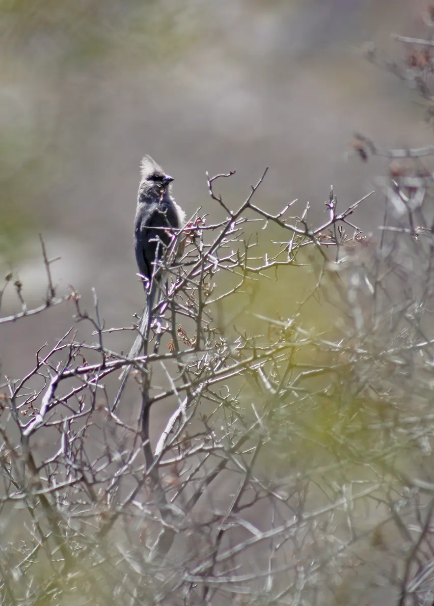 The little Houdini bird