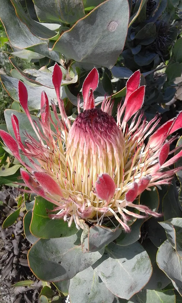 Protea
