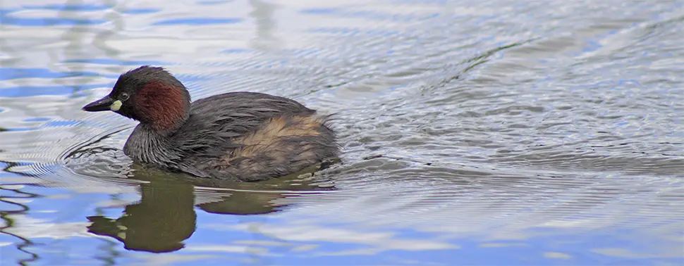 Dabchick