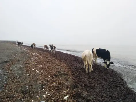Riding in the Fog, Once Again, An Invisible Adventure