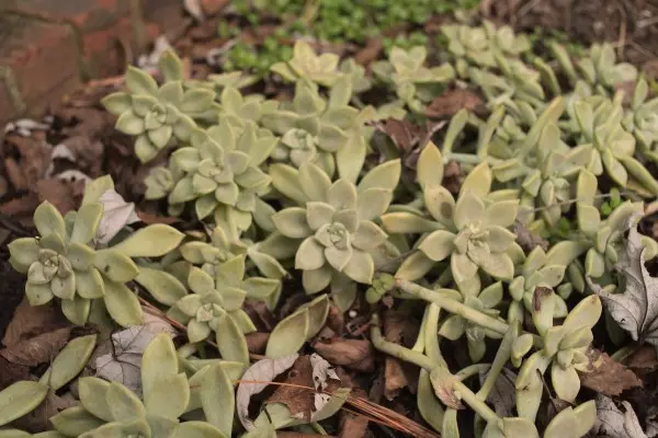 Ghost plant (Graptopetalum)