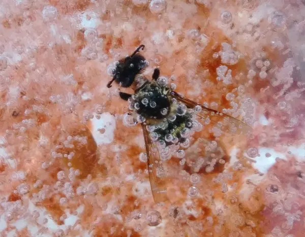 Bee frozen in birdbath