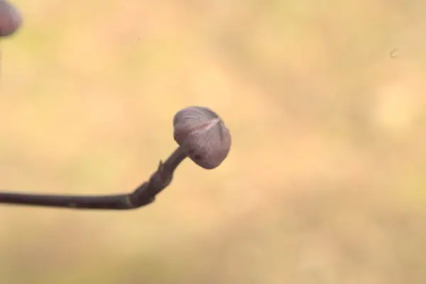 Dogwood bud