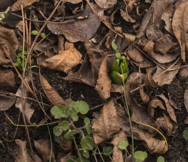 Hyacinth breaking through