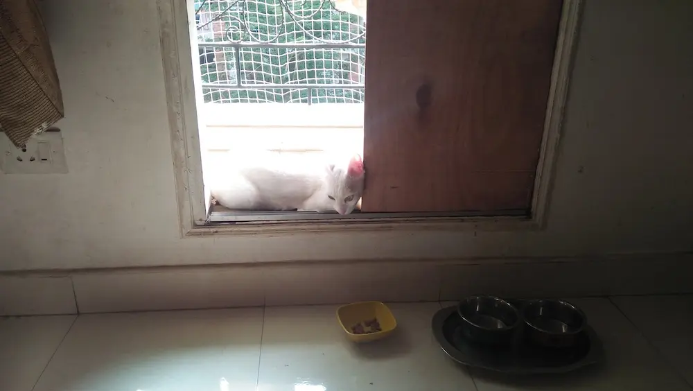 cat, mochu