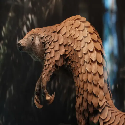 Peter the pangolin