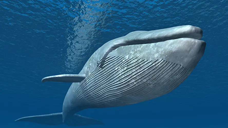 whale