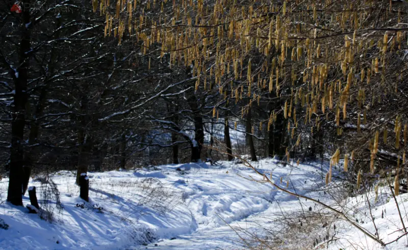 Snowy way
