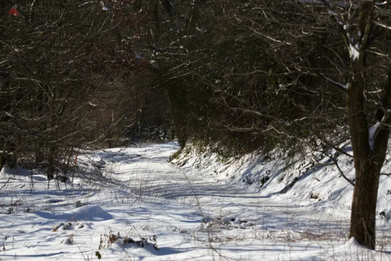 Snowy way deeper into the wood