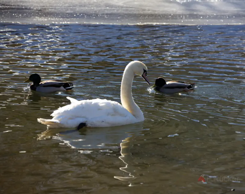 Swan with some ducks