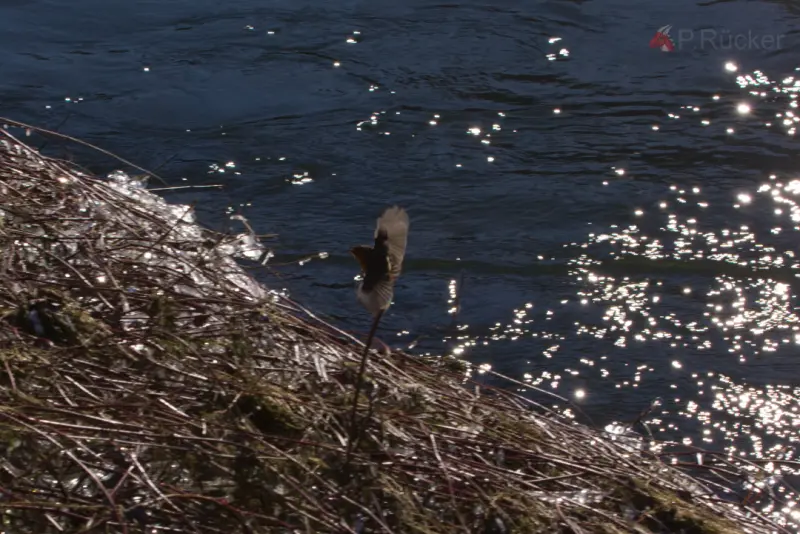 landing robin