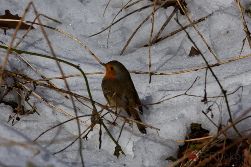 Robin in snow