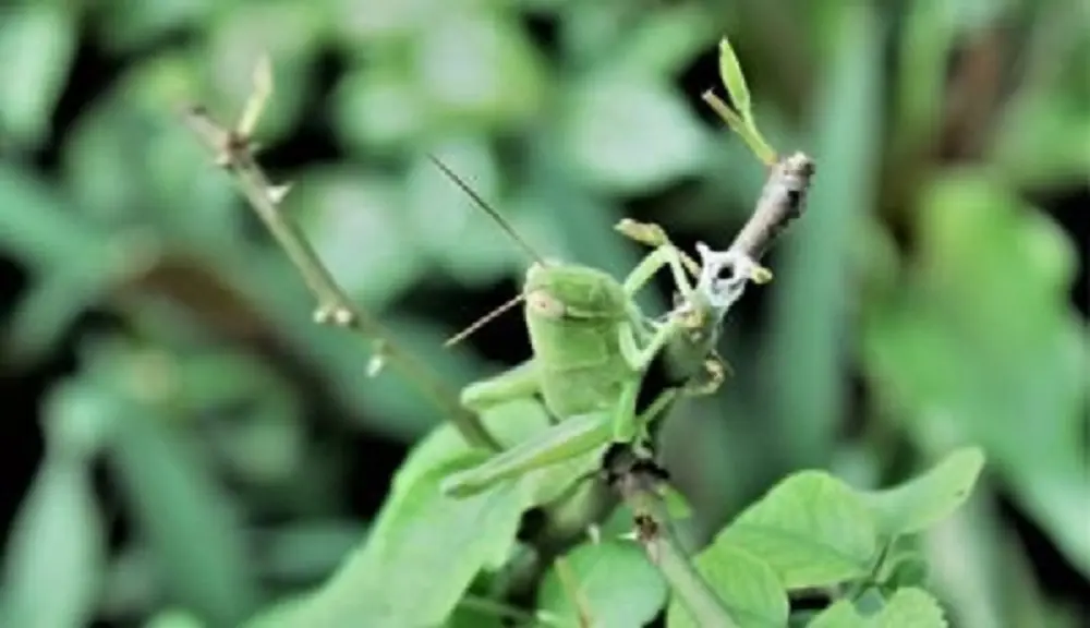 Green grasshopper