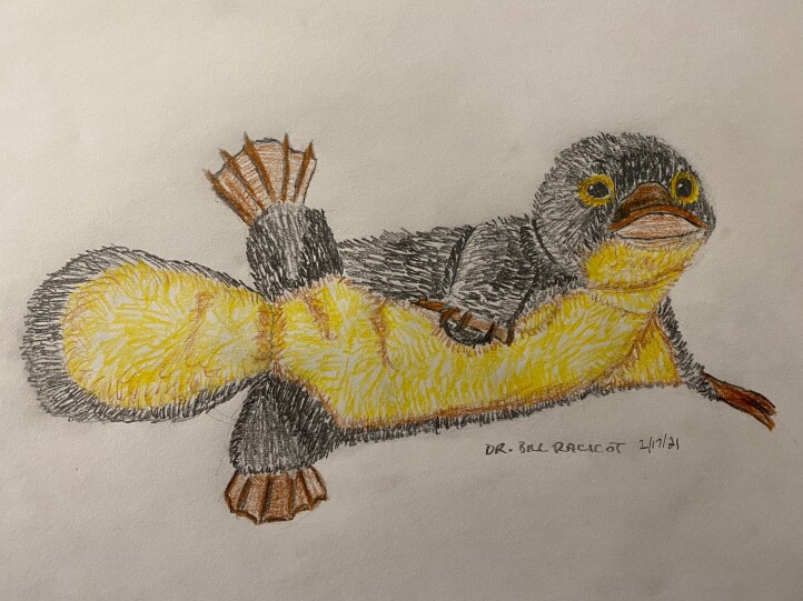 Baby platypus in colored pencil