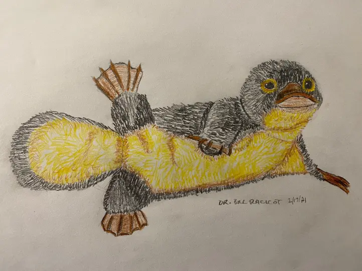 Baby platypus in colored pencil