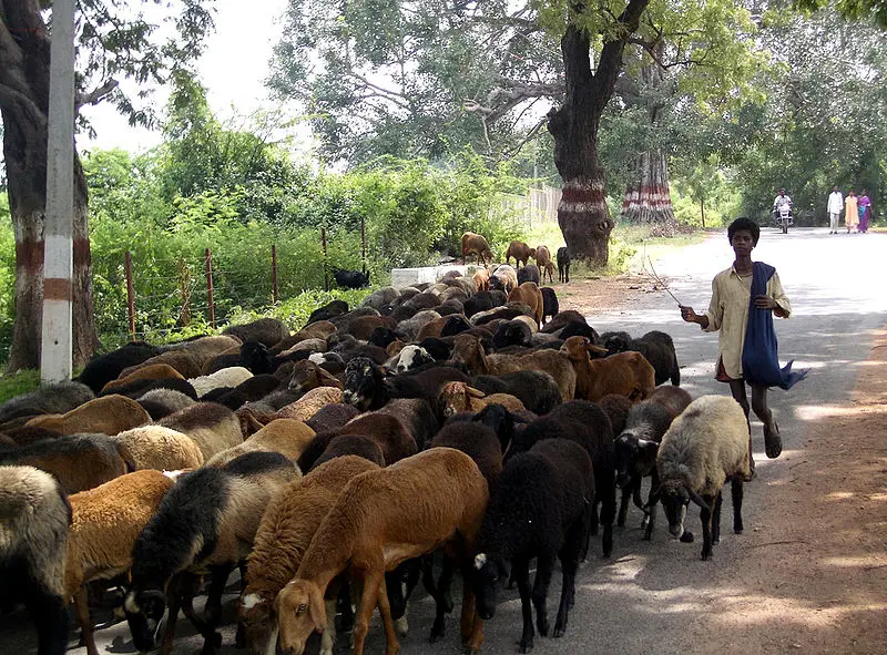 Herding picture from wiki
